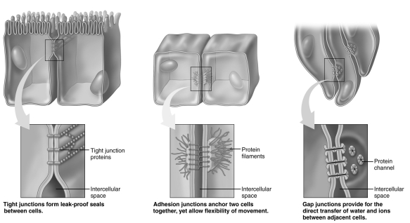 Using the figure above, identify the type of cell junction used in each of the following. These junctions join cardiac cells, allowing transfer of ions and water between cells.