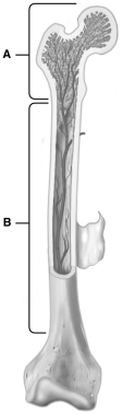 Using the figure above, match the following. location of trabeculae