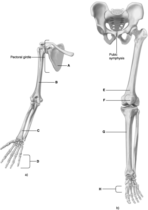 <strong> Using the figure above, identify the bones of the appendicular skeleton.</strong> A) scapula B) phalanges C) metatarsals D) radius E) femur F) tibia G) patella H) humerus 23) Label A represents the ________ bone. 24) Label B represents the ________ bone. 25) Label C represents the ________ bone. 26) Label D represents the ________ bone. 27) Label E represents the ________ bone. 28) Label F represents the ________ bone. 29) Label G represents the ________ bone. 30) Label H represents the ________ bone.