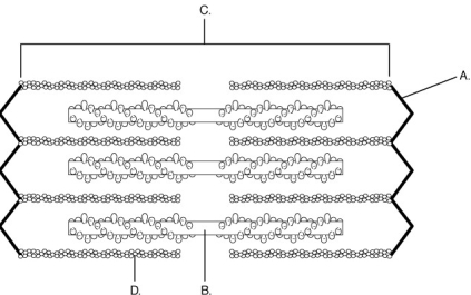 <strong> Using the figure above, identify the parts of the sarcomere.</strong> A) sarcomere B) actin filament C) myosin filament D) Z-line 14) Label A represents a(n) ________. 15) Label B represents a(n) ________ 16) Label C represents a(n) ________. 17) Label D represents a(n) ________.