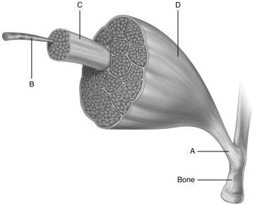 <strong> Using the figure above and labels T through Z below, identify the structures indicated.</strong> A) fascicle B) muscle fiber C) tendon D) whole muscle 26) Structure A is a(n) ________. 27) Structure B is a(n) ________. 28) Structure C is a(n) ________. 29) Structure D is a(n) ________.