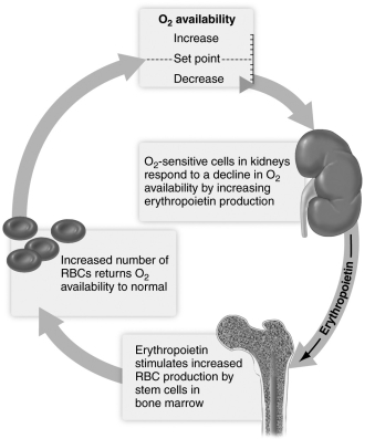 <strong> Based on information in the figure above, why do individuals with kidney disease sometimes become anemic?</strong> A) The diseased kidneys destroy circulating red blood cells. B) The diseased kidneys do not secrete adequate erythropoietin. C) Excessive red blood cells are lost in the urine due to leaky filtration in the diseased kidneys. D) Kidney disease spreads to the bones and interferes with red blood cell production.