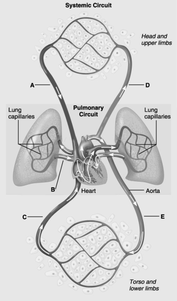 Use the figure above to answer the following questions. -Which of the blood vessels in the human cardiovascular system contain deoxygenated blood?