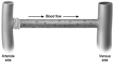 Using the figure below, determine which side of the capillary is being described in each of the following statements. A) arteriole side B) venous side -reabsorption of fluid occurs from extracellular area to capillary