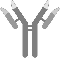<strong>Use the figure below to answer the following questions. Identify the figure above.</strong> A) complement B) antibody C) antigen D) interferon E) pyrogen