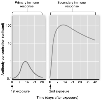 <strong> The figure above illustrates antibody titers produced during a primary and secondary immune response. All of the following statements about the primary and secondary immune response are correct EXCEPT which one?</strong> A) Antibody is produced at a much higher rate during the secondary immune response. B) The antibody level produced in the secondary response is three times greater than that produced during the primary immune response. C) There is a lag time between antigen exposure and antibody production in the primary immune response that is not seen in the secondary immune response. D) The difference between the two responses is due to the presence of memory cells during the secondary response. E) Antibody levels stay elevated for a longer time following a secondary response.