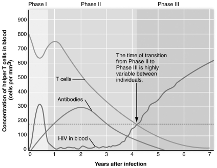 <strong> Referring to the figure above, the progression from Phase II HIV infection to Phase III is marked by</strong> A) a high fever and swollen lymph nodes B) drop in the helper T cell count to less than 200/mm³ C) complete absence of antibodies to HIV D) decreasing number of HIV in the blood E) helper T cell numbers recovering from an initial drop