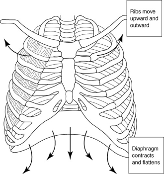 Use the figure below to answer the following question. -The figure above depicts expiration.