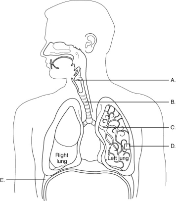    The figure above shows the components of the respiratory system. Match each labeled structure (A-E) to its description. -Site of external respiration; walls consist of one layer of squamous epithelial cells.