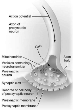<strong>Use the figure below to answer the following questions. Which one of the following processes is depicted in the figure above?</strong> A) hyperpolarization of an axon bulb B) repolarization of a neuron C) synaptic transmission D) inhibition of a presynaptic neuron E) antagonistic effects of the parasympathetic and sympathetic nervous systems