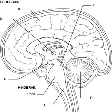 The figure above shows a sagittal section through the brain. Match each labeled part (A-F) of the brain with its function. removal of this region would eliminate coordinated movements in response to sight
