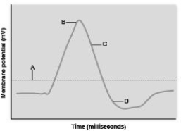 Use the figure above to match the events of action potential propagation with when they occur on the graph (labeled A-D). the membrane is depolarized