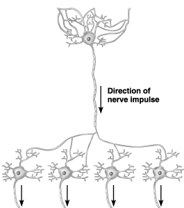 ________, a type of neural information processing is depicted in the figure above.