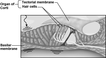 Use the figure below to answer the following question. -The structure shown in the figure above is found in which one of the following?