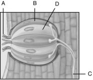 In the figure above, match the structures of a taste bud with the regions (A-D) identified on the figure.