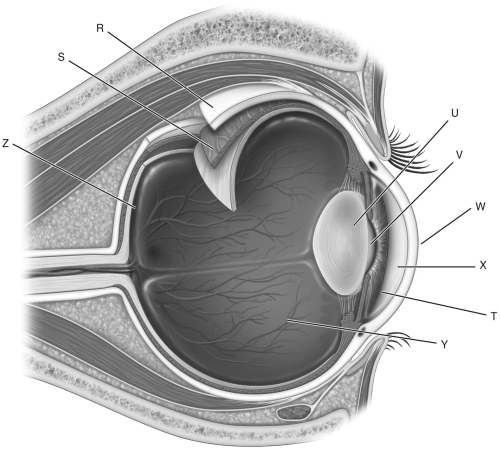 <strong>  Using the figure above, identify the structures of the eye.</strong> A) retina B) sclera C) lens D) aqueous humor E) pupil F) cornea G) choroid H) iris I) vitreous humor 10) Label R represents the ________. 11) Label S represents the ________. 12) Label T represents the ________. 13) Label U represents the ________. 14) Label V represents the ________. 15) Label W represents the ________. 16) Label X represents the ________. 17) Label Y represents the ________. 18) Label Z represents the ________. <div style=padding-top: 35px> 
