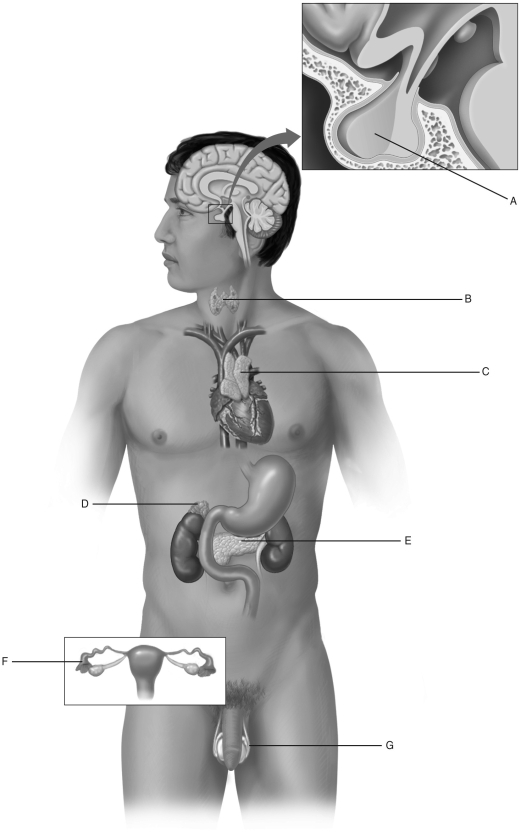Using the figure above, identify each endocrine gland (A-G). -adrenal gland