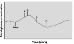 Match each event labeled on the graph with the description of what is occurring in relation to blood glucose levels. -glucagon secretion is inhibited