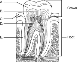 <strong>Use the figure below to answer the following questions.   Which one of the following labeled parts of the tooth is made up of a nonliving compound of phosphate and calcium?</strong> A) A B) B C) C D) D E) E <div style=padding-top: 35px> 