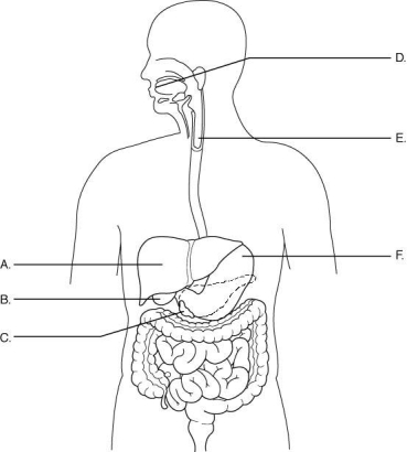   The figure above shows the organs of the digestive system (labeled A-F). Match each organ to its function. hydrochloric acid is released to promote digestion of proteins<div style=padding-top: 35px> 