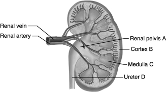 <strong>  Using the figure above, identify in which one of the following locations a nephron would be found.</strong> A) A B) B C) C D) D E) B and C <div style=padding-top: 35px> 