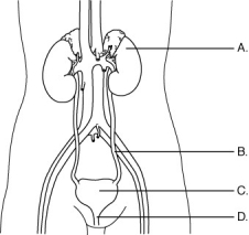   Using the letter choices on the figure above, identify the organs of the urinary system. location of nephrons, which filter blood to remove wastes and retain essential solutes<div style=padding-top: 35px> 
