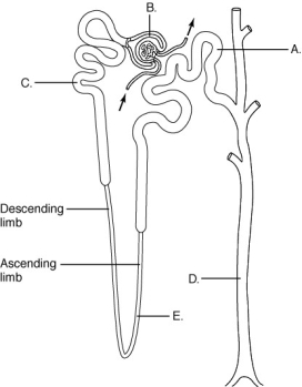   Using the letters on the figure above, identify the sections of the nephron. functions in ion reabsorption into blood<div style=padding-top: 35px> 