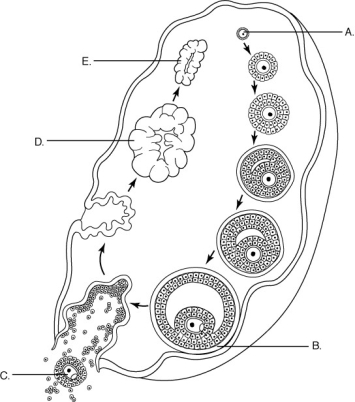 Use the figure below to answer the following question. -Which one of the following stages in the figure above occurs due to a surge of LH midway through the ovarian cycle?