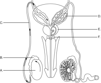 Using the figure above, match each organ (A-F) to its description. -gland that secretes an alkaline fluid as part of the semen