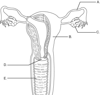   Using the figure above, identify the organs of the female reproductive system. The cervix is indicated by letter ________.<div style=padding-top: 35px> 