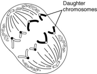 -Which one of the following stages of mitosis is shown in the figure, and which stage comes next?