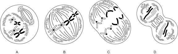 Match each stage of mitosis (lettered A-D) to the appropriate diagram in the figure above. -occurs just before cytokinesis