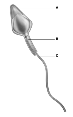 <strong> The figure above shows a human sperm. Which part of the sperm contains the most mitochondria for generating ATP?</strong> A) A B) B C) C D) A and B E) B and C