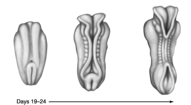 <strong> The figure above shows the development of the human embryo during days 19-24. Which of the following organs forms from the ectodermal folds of the embryo?</strong> A) stomach and small intestine B) kidneys, ureters, and bladder C) heart D) liver E) brain and spinal cord