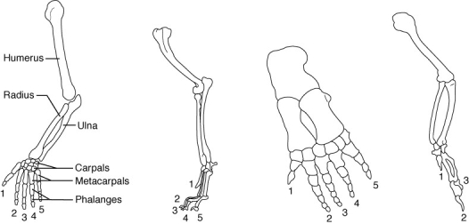 <strong> The figure above shows the skeletal structure of the forelimbs of several vertebrates. Because these skeletal elements are similar in form and are believed to have evolved from a common ancestral structure, they are said to be</strong> A) analogous B) heterologous C) vestigial D) homologous E) nonfunctional