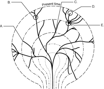 <strong> The figure above shows an evolutionary tree. At which of the following locations does this map indicate extinction?</strong> A) A and D B) B and C C) C and D D) D and E E) B, C, and E