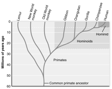 <strong> Based on the figure above, which one of the following groups is most closely related to humans?</strong> A) gorillas B) Old World monkeys C) orangutans D) chimpanzees E) New World monkeys
