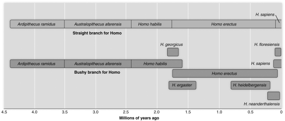 <strong> Based on the figure above, which one of the following appears to be in the direct ancestral path of modern humans?</strong> A) Homo heidelbergensis B) Australopithecus afarensis C) Homo ergaster D) Homo neanderthalensis E) Homo floresiensis
