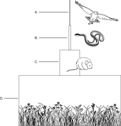 <strong> The figure above shows an ecological pyramid. Which level of this pyramid contains the primary producers?</strong> A) A B) B C) C D) D E) C and D