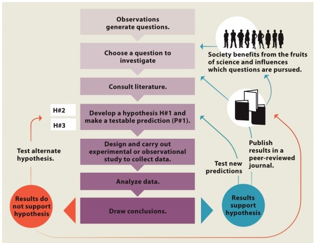 Infographic 2.3. Refer to Infographic 2.3. What are the possible outcomes after analyzing the data in the scientific method?