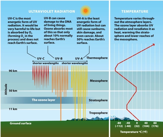 <strong> Infographic 2.1. Refer to Infographic 2.1. Why is it that the least energetic form of ultraviolet light, UV-A, causes sunburns and skin damage but the most energetic form, UV-C, is of no concern whatsoever?</strong> A) Water vapor in the air filters all but UV-A. B) CFCs in the air filter all but UV-A. C) Radiation from the sun is mostly UV-A. D) UV-A radiation passes through the atmosphere easily, UV-B is absorbed by the stratospheric ozone layer, and UV-C is absorbed by oxygen, O₂. E) NOx reacts with UV-B and UV-C.