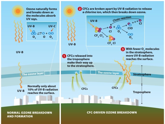 Infographic 2.5. Refer to Infographic 2.5. Explain chemically how CFCs in the stratosphere are damaging the ozone layer.