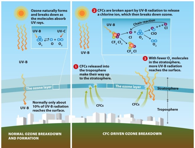 Infographic 2.5. -Refer to Infographic 2.5. Does an increase or decrease in the concentration of chlorine monoxide (ClO) in the stratosphere support Solomon's hypothesis that free chlorine molecules (Cl₂) from CFCs would break up into chlorine atoms that destroy ozone?