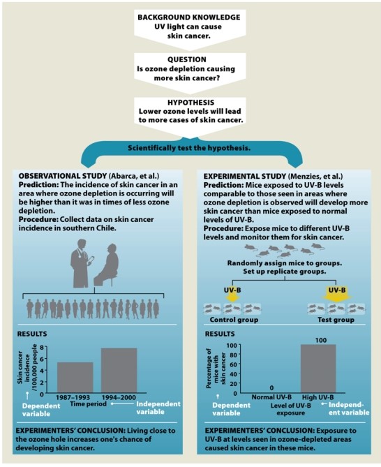 Infographic 2.6. Refer to Infographic 2.6. Which study depicted in the infographic provides stronger support for the stated hypothesis? Briefly explain why.