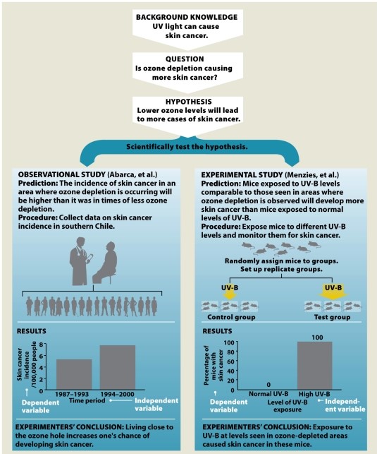Infographic 2.6. Refer to Infographic 2.6. In Menzies et al., what is the independent variable? What is the dependent variable? List as many qualities as possible that should be the same between mice in the two groups (control and test groups). Ideally, what should be the only difference between the two groups of mice?