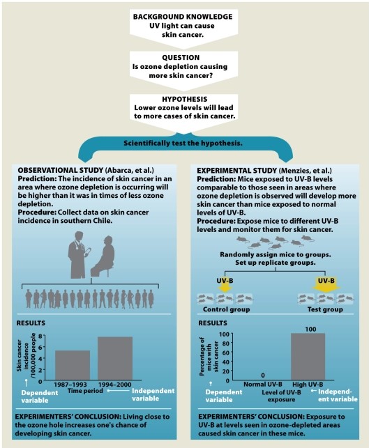 Infographic 2.6 -Refer to Infographic 2.6 In the observational study (Abarca et al.), explain why the time period is the independent variable and the incidence of skin cancer is the dependent variable.