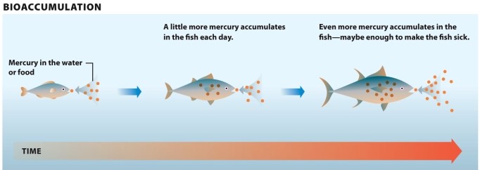 Infographic 3.2. Refer to Infographic 3.2. What is biomagnification? Use the figure to explain how predatory fish higher on the food chain are more likely to suffer health problems compared to organisms lower on the food chain.