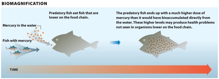 Infographic 3.2. Refer to Infographic 3.2. What is biomagnification? Use the figure to explain how predatory fish higher on the food chain are more likely to suffer health problems compared to organisms lower on the food chain.