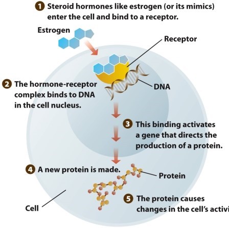 Infographic 3.5 -Refer to Infographic 3.5. How do steroid hormones and their mimics do their work?