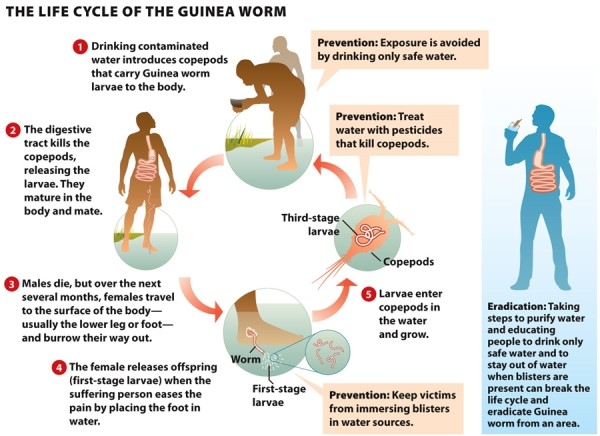 Infographic 5.5. -Refer to Infographic 5.5. Of the prevention methods mentioned in the graphic, which do you think would have the largest impact on Guinea worm disease (GWD) eradication?